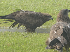 Milvus migrans