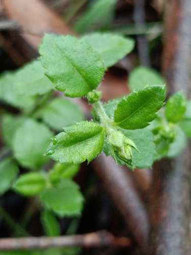 Gonocarpus humilis, 2025-10-26