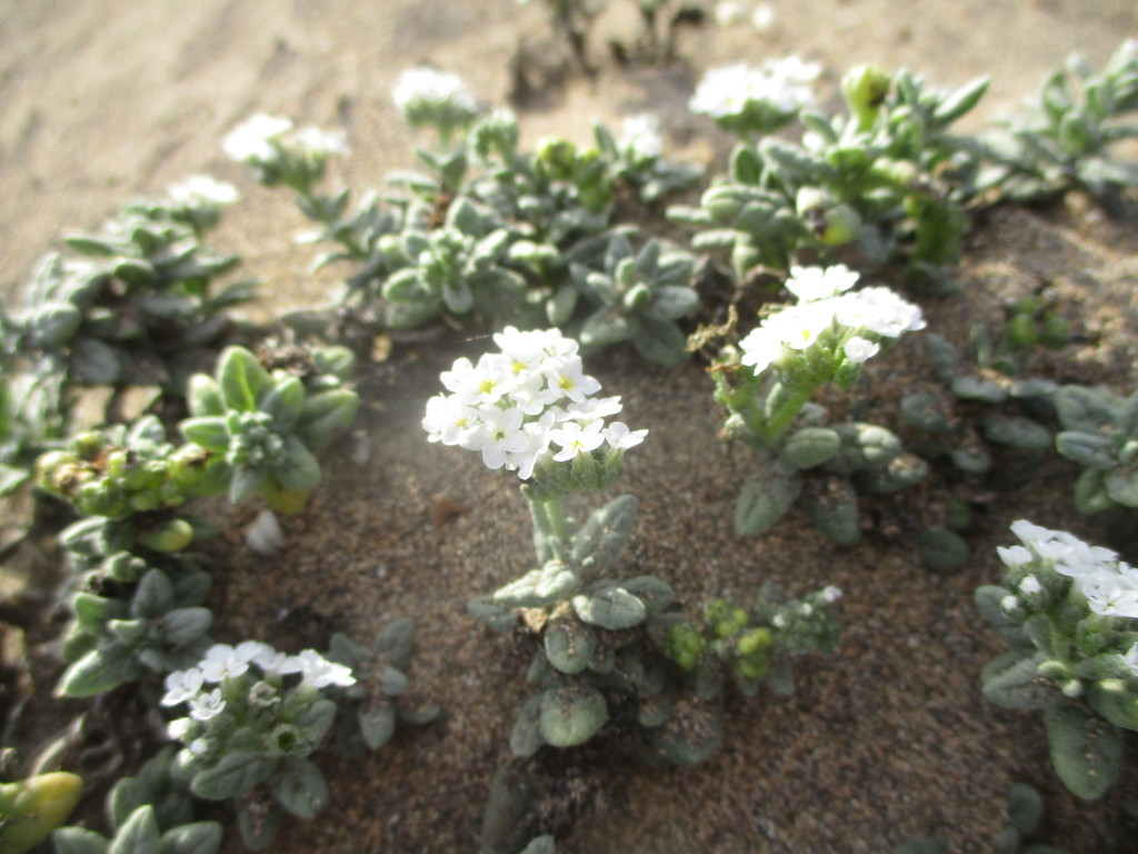 Heliotropium ramosissimum