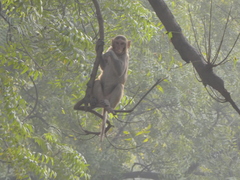 Macaca mulatta