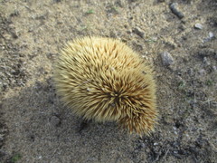 Atelerix algirus