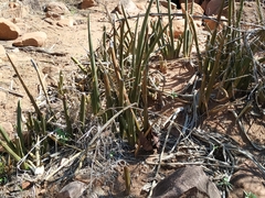 Sansevieria pearsonii