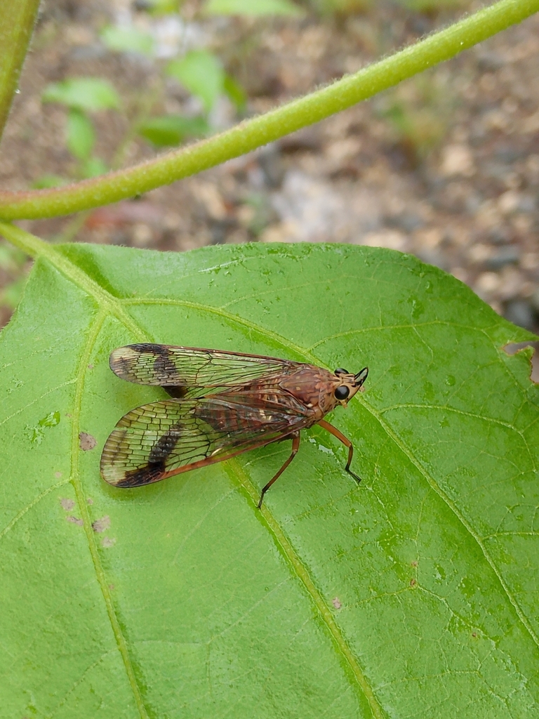 Dichoptera guttulosa