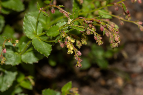 Gonocarpus mezianus (Gonocarpus mezianus)