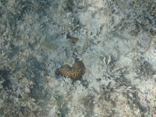 Leptastrea purpurea observed 2025-10-25