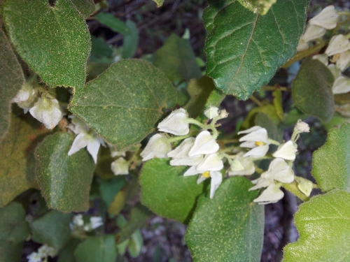 Drooping Velvet-bush (Lasiopetalum schulzenii)