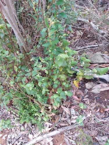 Lasiopetalum schulzenii, photograph 2