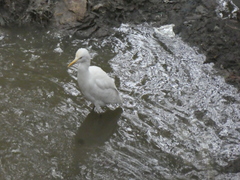Bubulcus ibis