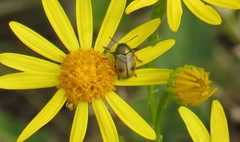 Cryptocephalus laetus