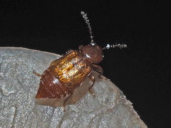 Eusphalerum luteum
