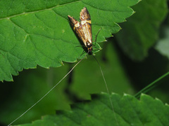 Nemophora degeerella