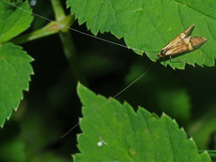 Nemophora degeerella