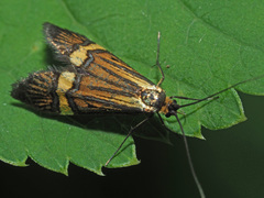 Nemophora degeerella