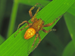 Araneus alsine