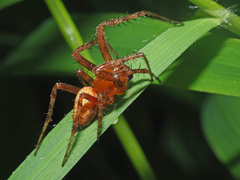 Araneus alsine