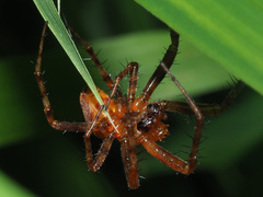 Araneus alsine
