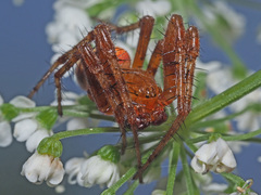 Araneus alsine