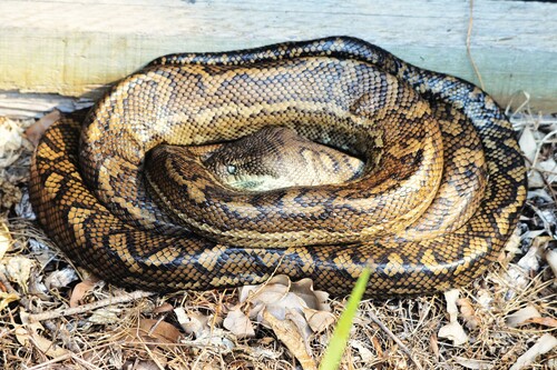 Coastal Carpet Python sighting
