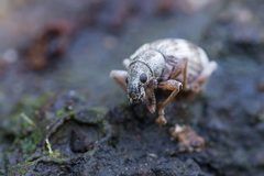 Polydrusus tereticollis