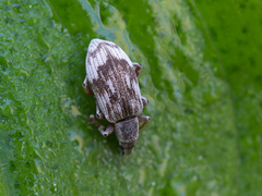 Polydrusus tereticollis