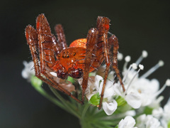 Araneus alsine