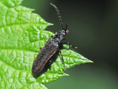 Omalisus fontisbellaquei