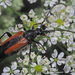 Black-striped Longhorn Beetle - Photo (c) Felix Riegel, some rights reserved (CC BY-NC), uploaded by Felix Riegel