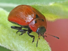 Gonioctena viminalis
