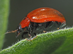 Gonioctena viminalis
