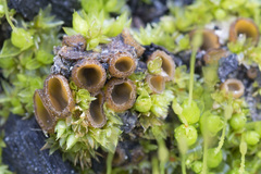 Tricharina gilva