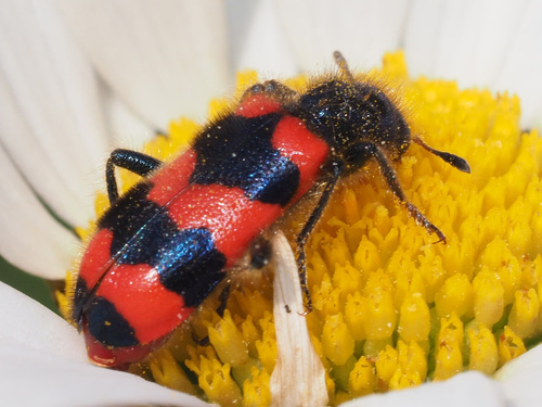 Checkered Beetle