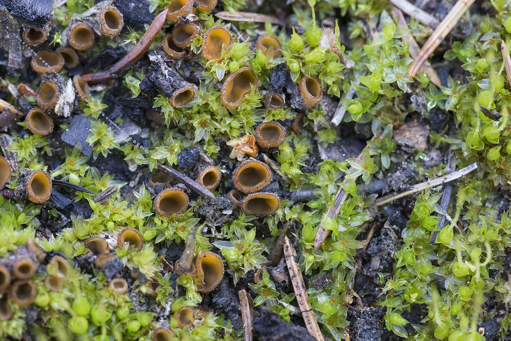 Tricharina