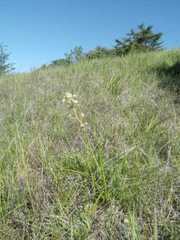 Toxicoscordion fontanum