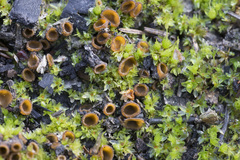 Tricharina gilva