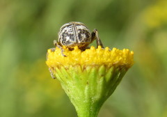 Cyphocleonus dealbatus