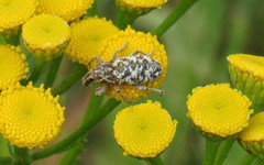 Cyphocleonus dealbatus