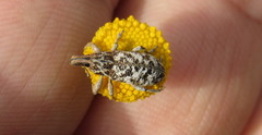 Cyphocleonus dealbatus