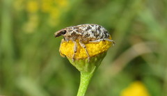 Cyphocleonus dealbatus
