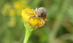 Cyphocleonus dealbatus