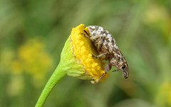 Cyphocleonus dealbatus