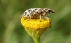 Cyphocleonus dealbatus