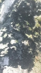 Chaetosphaerella phaeostroma