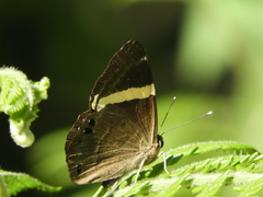 Abisara fylla