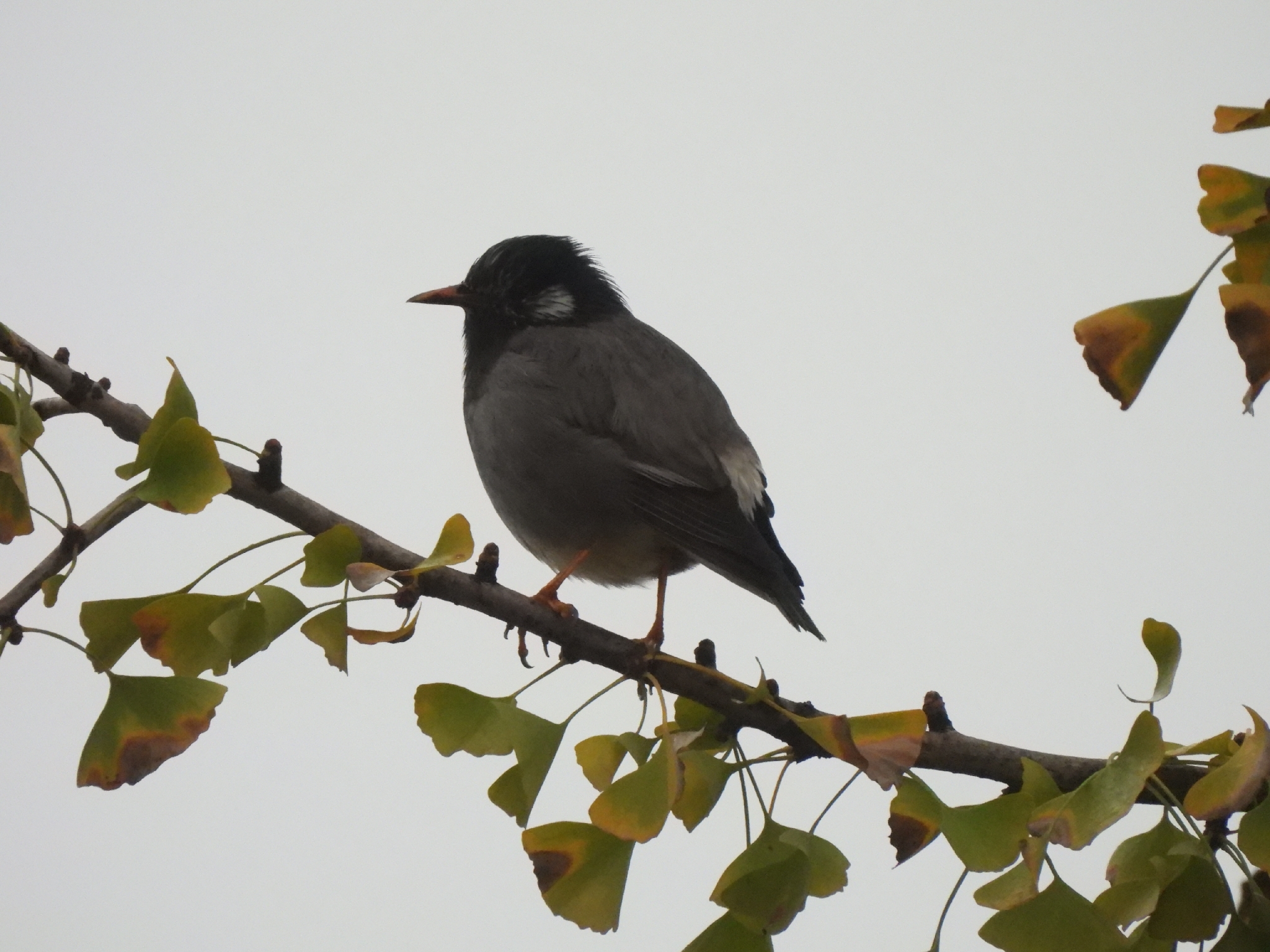 White-cheeked Starling