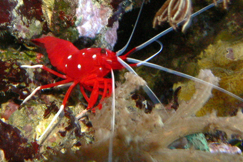Blood Shrimp