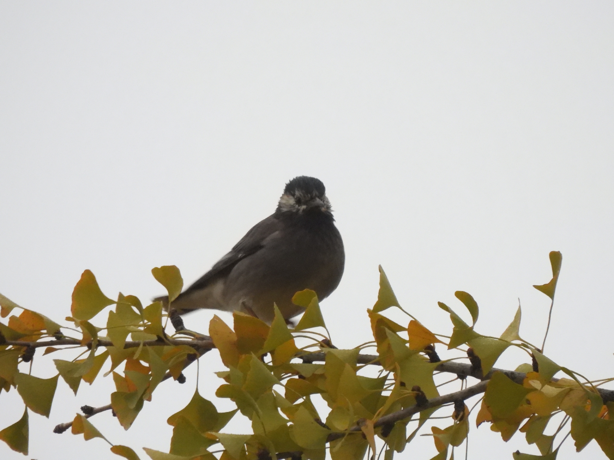 White-cheeked Starling