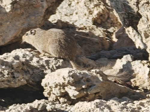 Dassie Rat