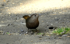 Trochalopteron imbricatum