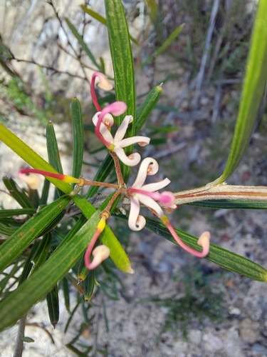 Five-nerved Grevillea (Grevillea quinquenervis)