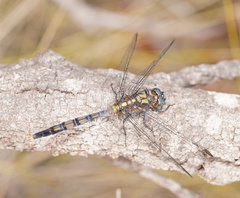 Orthetrum boumiera